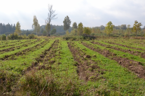 Pouch mistaken accurately Jābeidz meža darbi, gatavojamies stādīšanai | Latvijas Lauku konsultāciju  un izglītības centrs