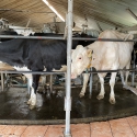 “Kalna Dambrānos” govis tiek slauktas karuseļa tipa slaukšanas iekārtā